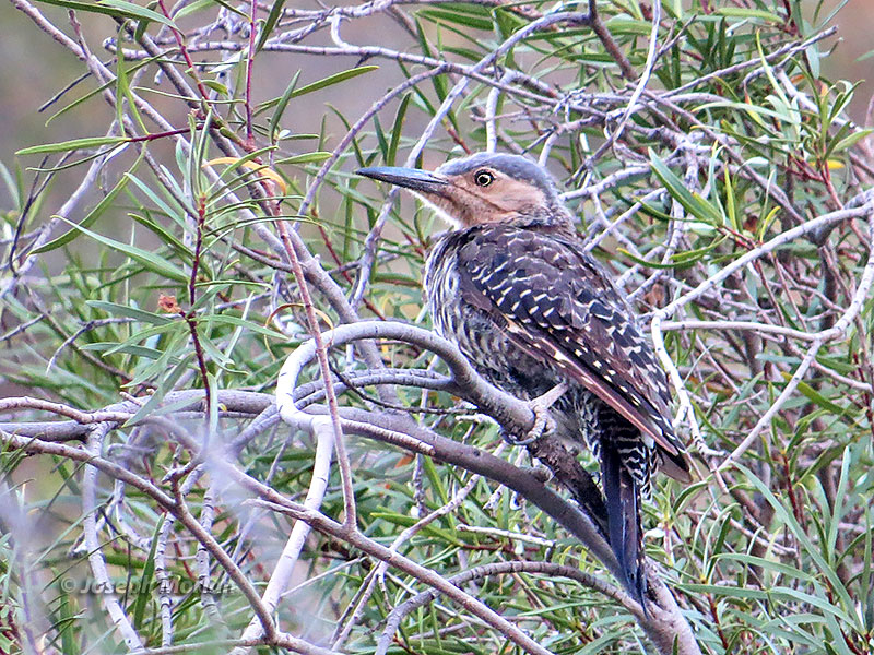 Chilean Flicker (Colaptes pitius)