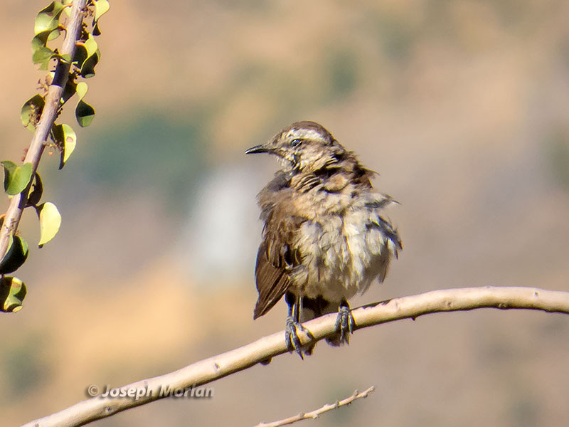 Chilean Mockingbird (Mimus thenca)