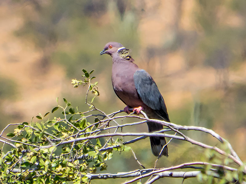 Chilean Pigeon (Patagioenas araucana)