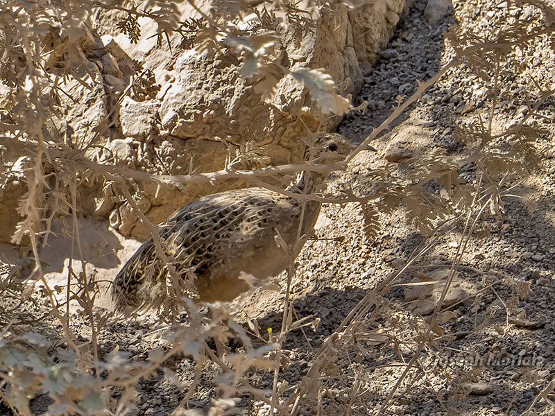 Chilean Tinamou (Nothoprocta perdicaria) 