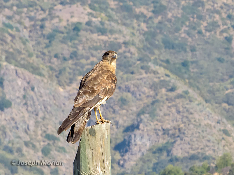 Chimango Caracara (Milvago chimango chimango)