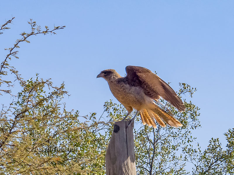 Chimango Caracara (Milvago chimango chimango)