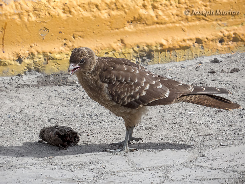 Chimango Caracara (Milvago chimango temucoensis) 