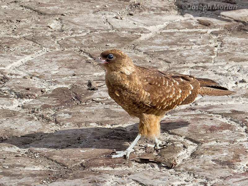 Chimango Caracara (Milvago chimango temucoensis) 