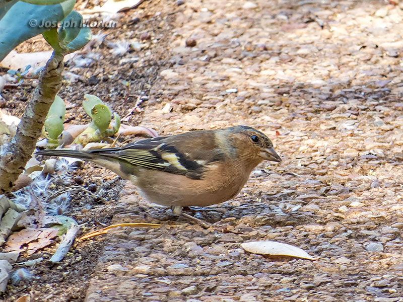 Common Chaffinch (Fringilla coelebs) 