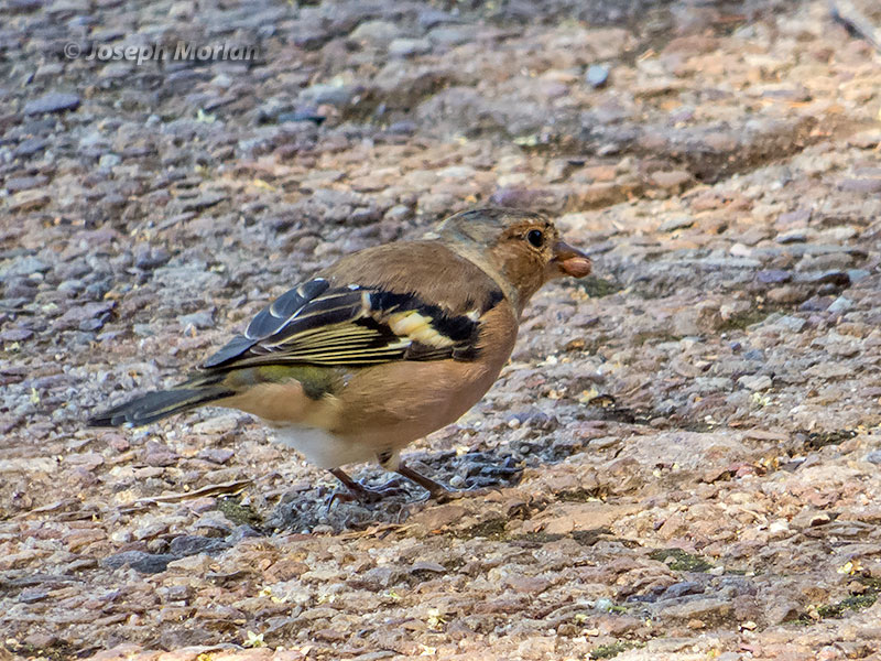 Common Chaffinch (Fringilla coelebs) 