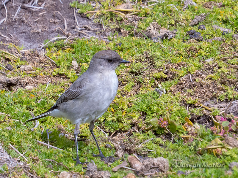 Dark-faced Ground-Tyrant (Muscisaxicola maclovianus) 