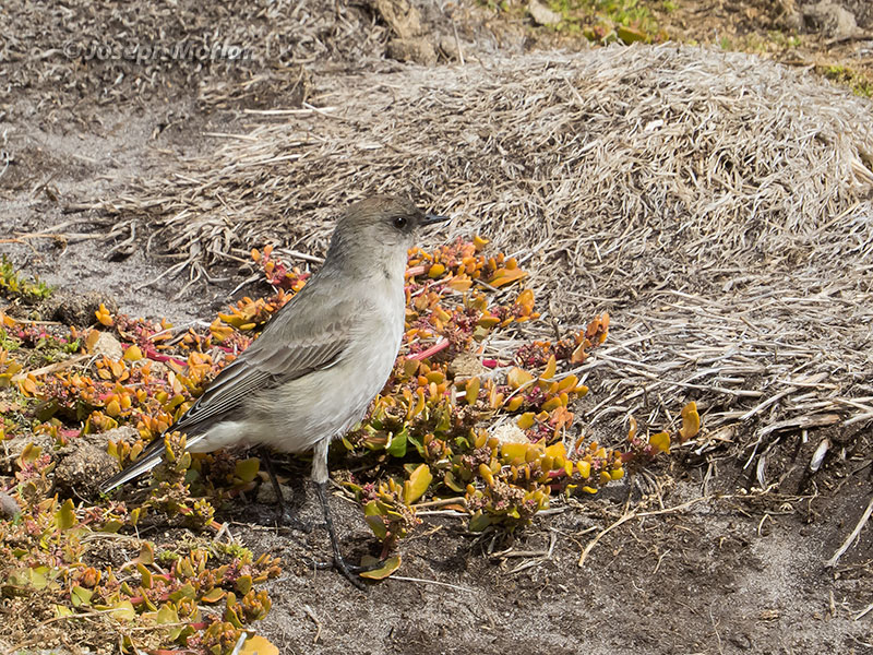 Dark-faced Ground-Tyrant (Muscisaxicola maclovianus) 