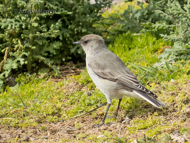 Dark-faced Ground-Tyrant (Muscisaxicola maclovianus) 