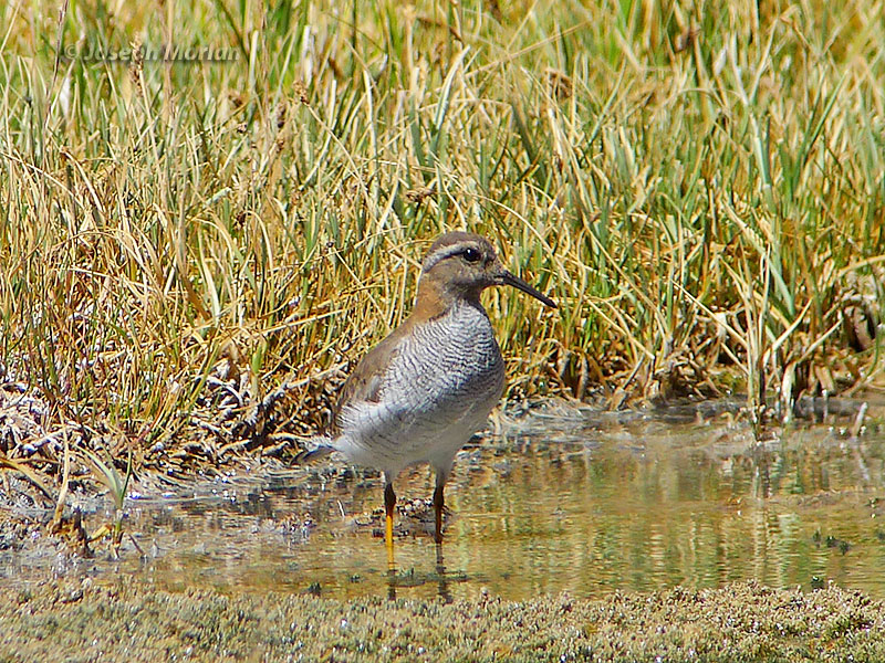 Diademed Sandpiper-Plover (Phegornis mitchellii)