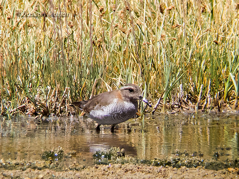 Diademed Sandpiper-Plover (Phegornis mitchellii)