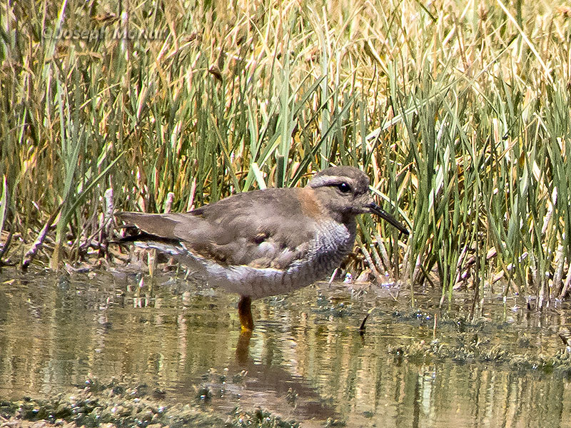 Diademed Sandpiper-Plover (Phegornis mitchellii)