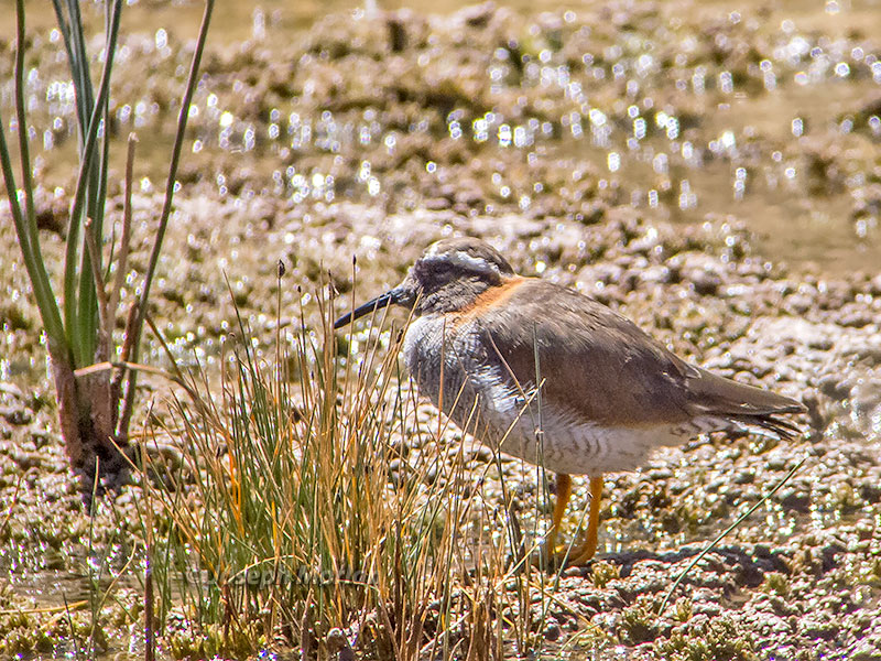 Diademed Sandpiper-Plover (Phegornis mitchellii)