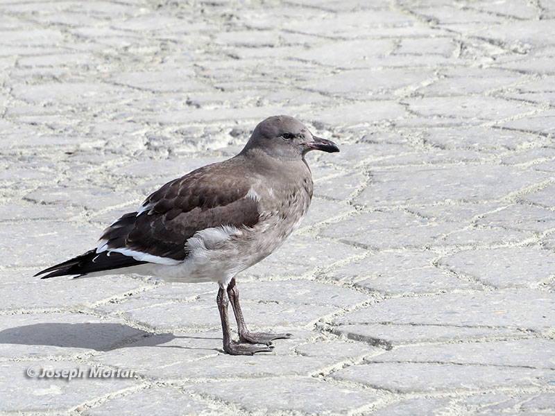 Dolphin Gull (Leucophaeus scoresbii)