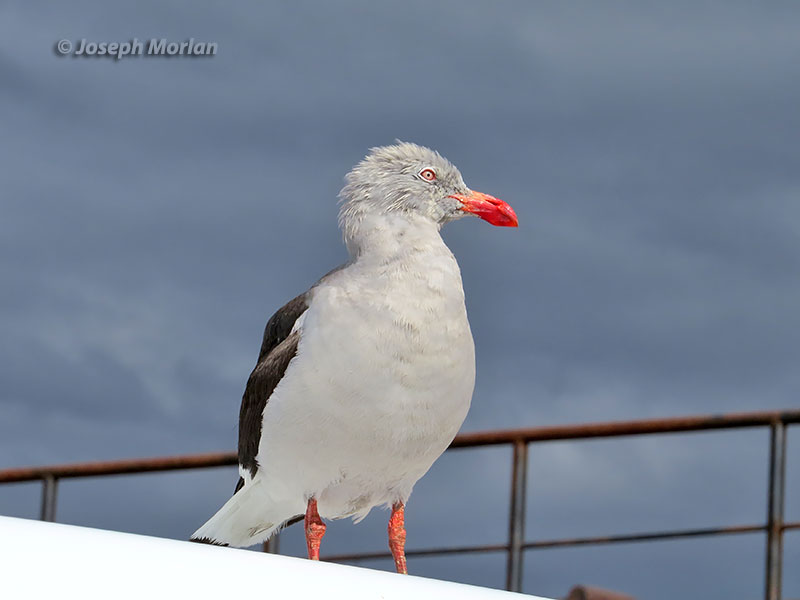 Dolphin Gull (Leucophaeus scoresbii)