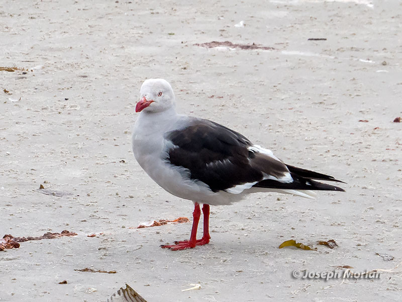 Dolphin Gull (Leucophaeus scoresbii)