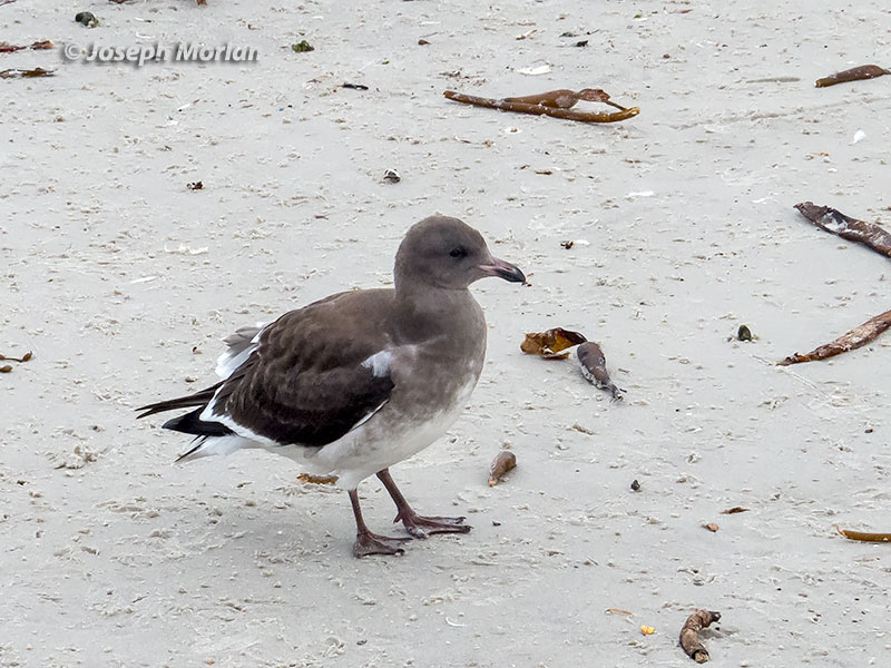 Dolphin Gull (Leucophaeus scoresbii)