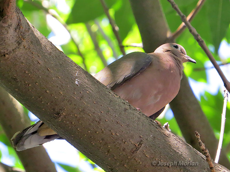 Eared Dove (Zenaida auriculata auriculata) 