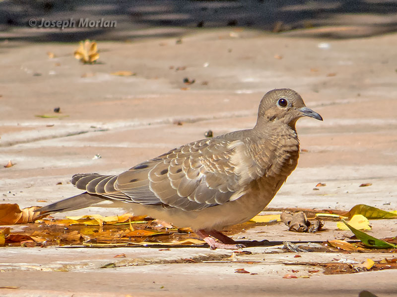 Eared Dove (Zenaida auriculata auriculata) 