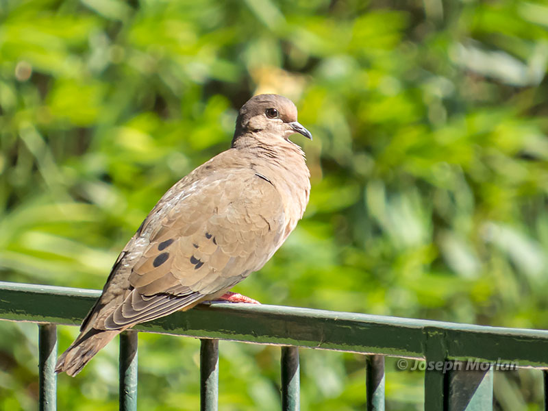 Eared Dove (Zenaida auriculata auriculata) 