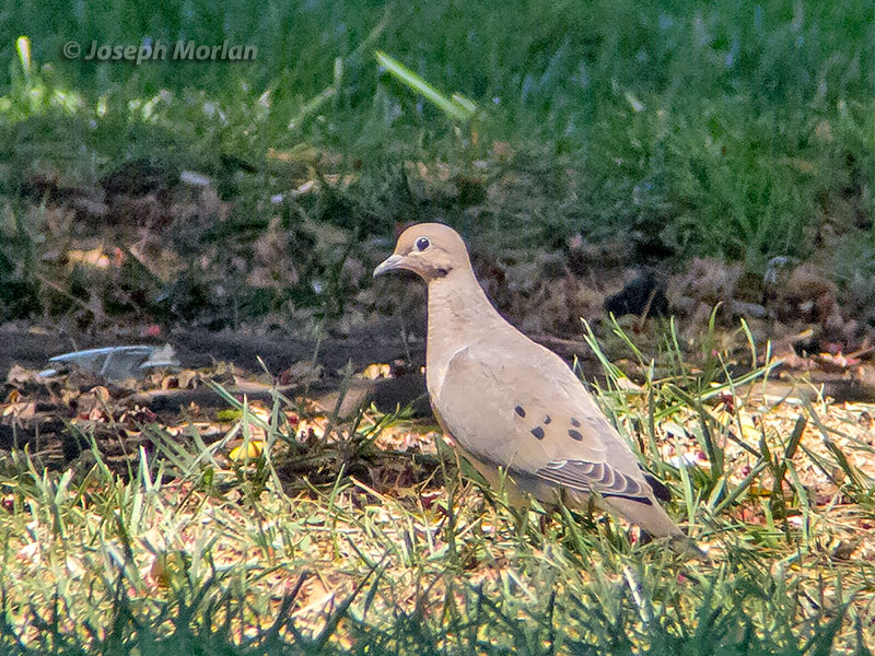 Eared Dove (Zenaida auriculata auriculata)