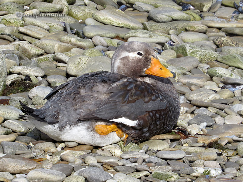 Falkland Steamer-Duck (Tachyeres brachypterus) 