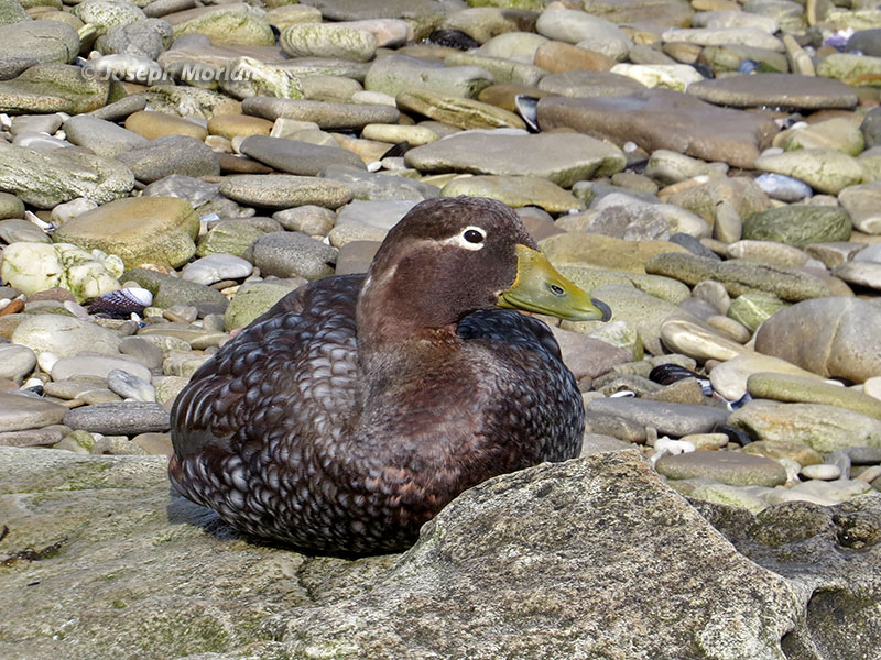 Falkland Steamer-Duck (Tachyeres brachypterus) 