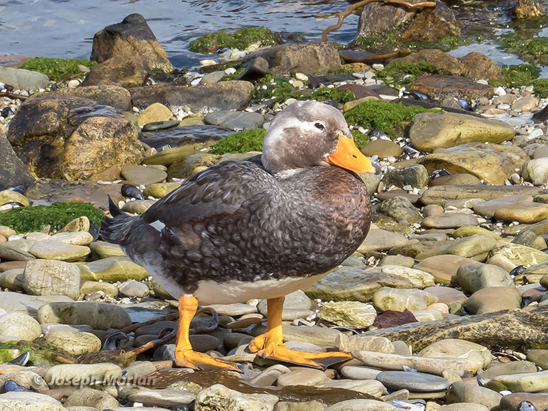 Falkland Steamer-Duck (Tachyeres brachypterus) 