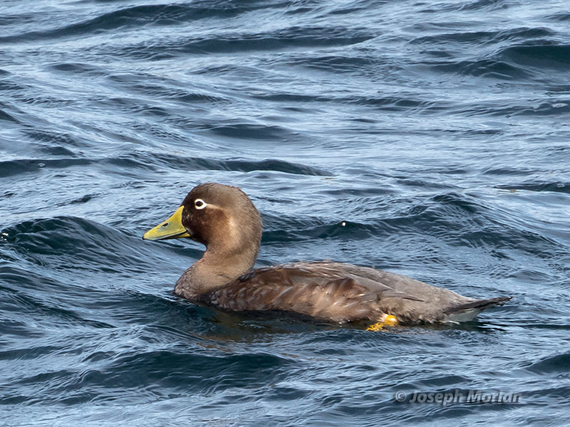 Falkland Steamer-Duck (Tachyeres brachypterus) 