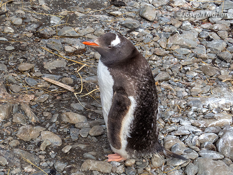 Gentoo Penguin (Pygoscelis papua)