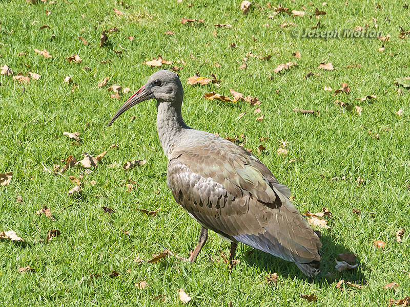 Hadada Ibis (Bostrychia hagedash) 