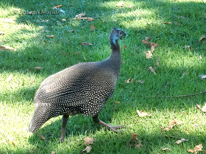 Helmeted Guineafowl (Numida meleagris) 