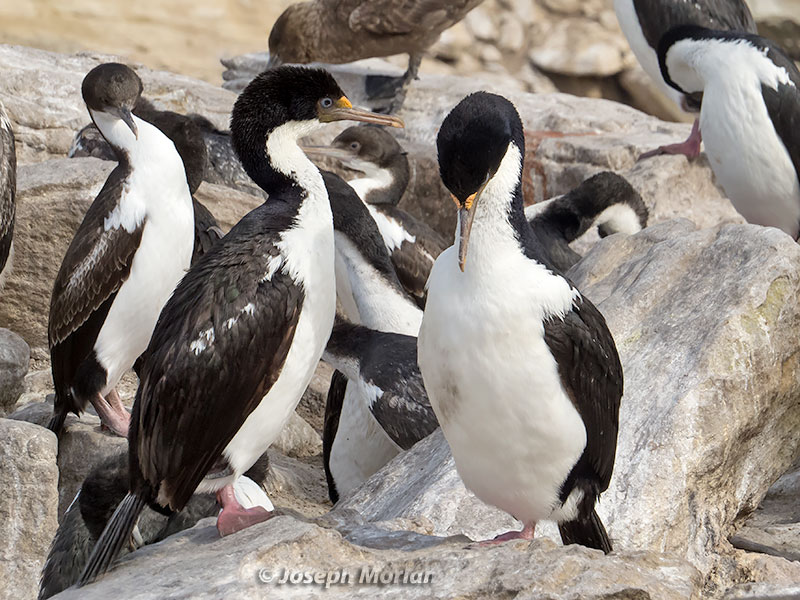 Imperial Cormorant (Phalacrocorax atriceps)