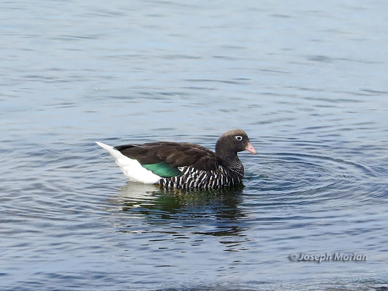 Kelp Goose (Chloephaga hybrida malvinarum) 