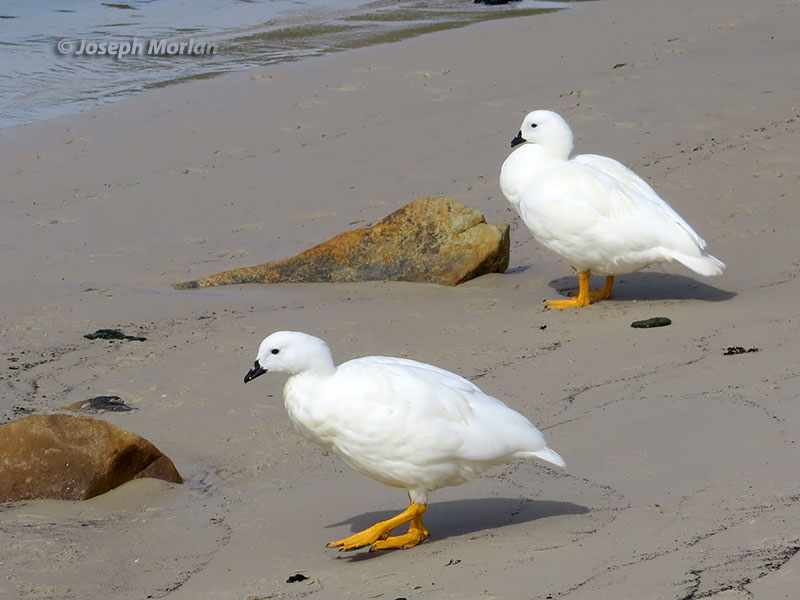 Kelp Goose (Chloephaga hybrida malvinarum) 