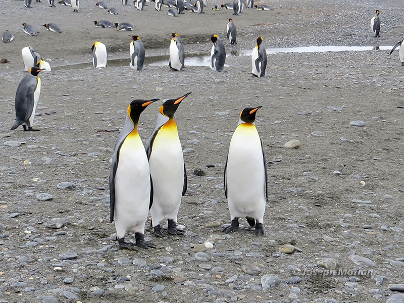 King Penguin (Aptenodytes patagonicus) 