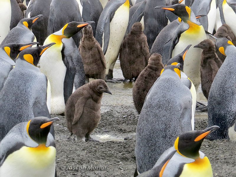 King Penguin (Aptenodytes patagonicus)