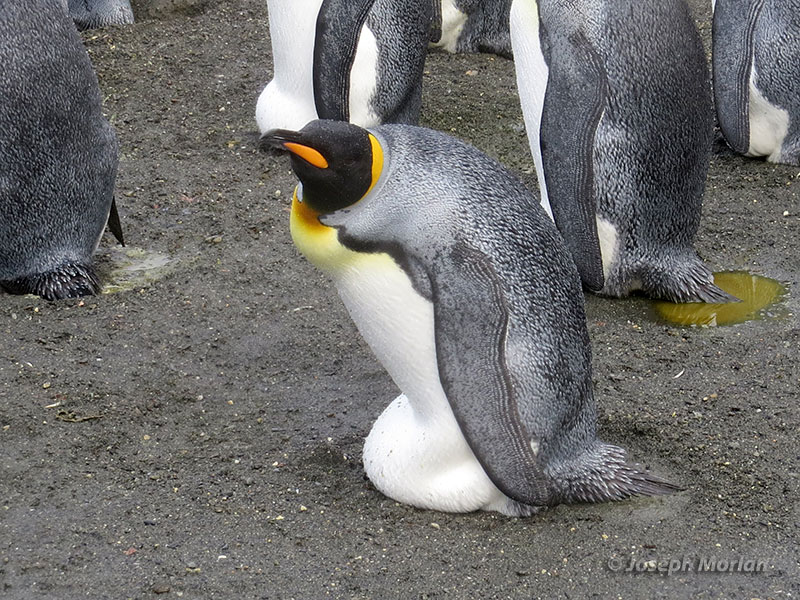 King Penguin (Aptenodytes patagonicus)