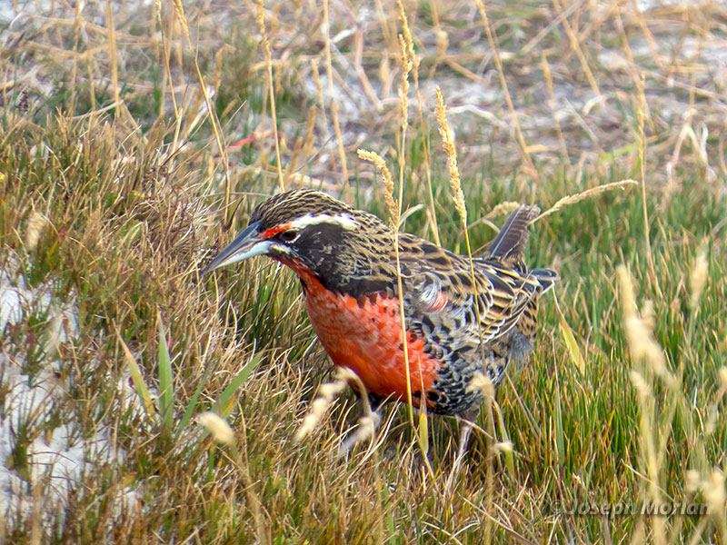 Long-tailed Meadowlark (Sturnella loyca) 