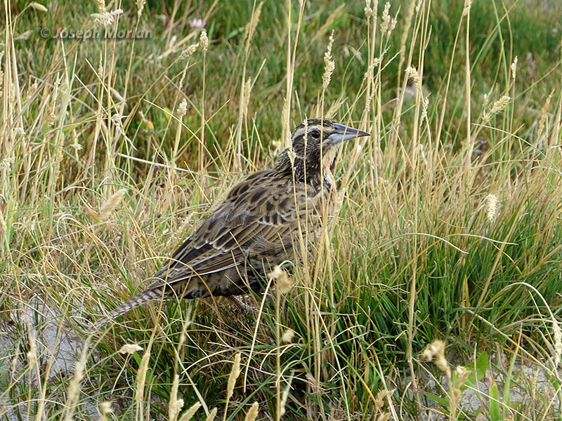 Long-tailed Meadowlark (Sturnella loyca) 