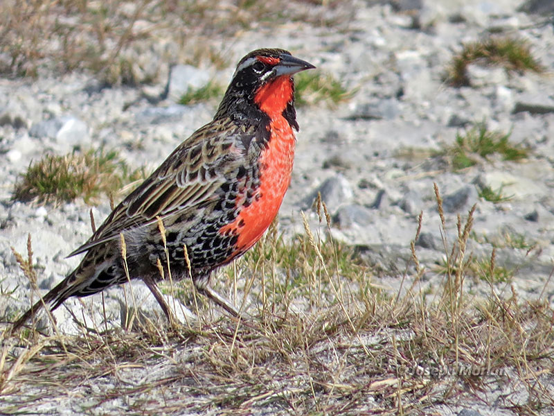 Long-tailed Meadowlark (Sturnella loyca) 