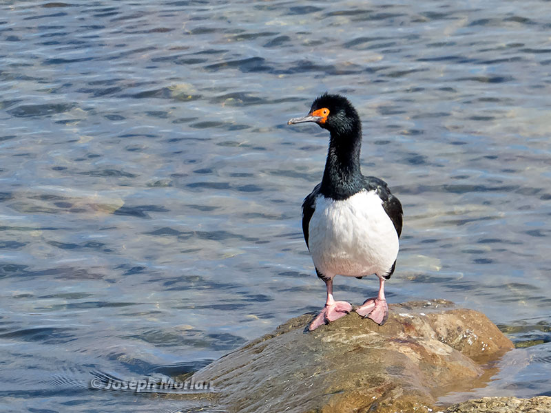 Magellanic Cormorant (Phalacrocorax magellanicus) 