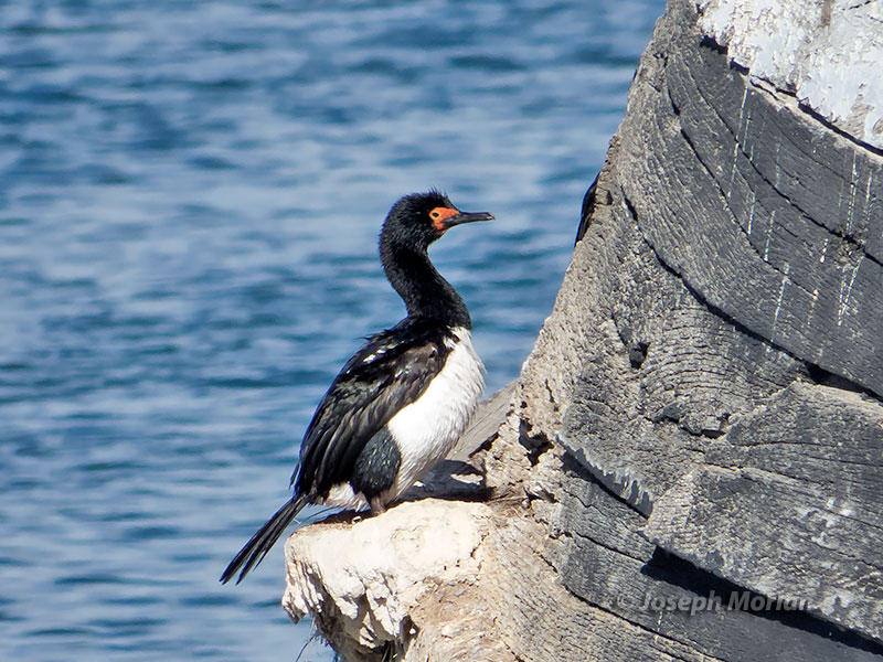 Magellanic Cormorant (Phalacrocorax magellanicus)