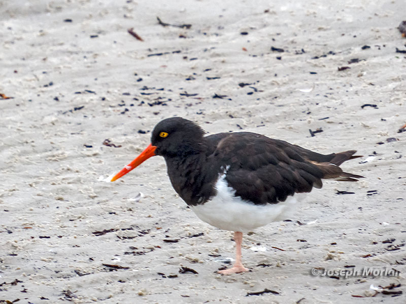 Magellanic Oystercatcher (Haematopus leucopodus)