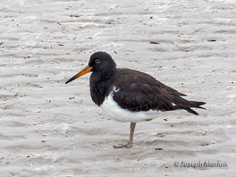 Magellanic Oystercatcher (Haematopus leucopodus)