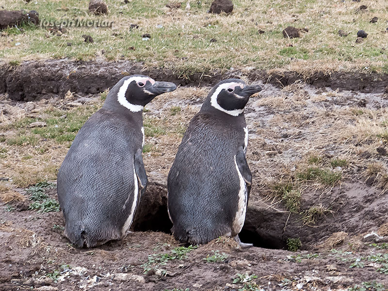 Magellanic Penguin (Spheniscus magellanicus) 