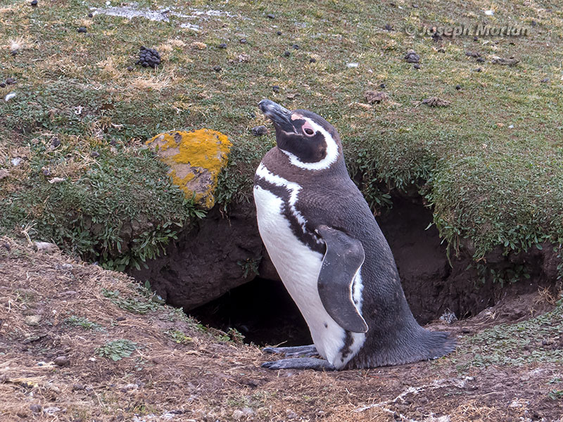 Magellanic Penguin (Spheniscus magellanicus) 