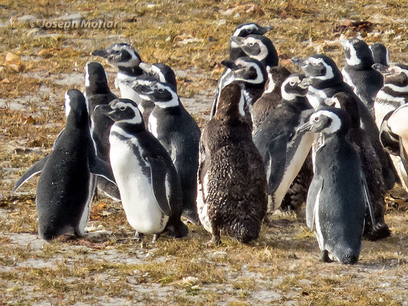 Magellanic Penguin (Spheniscus magellanicus) 