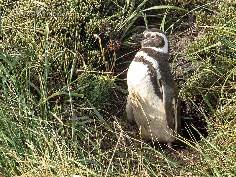 Magellanic Penguin (Spheniscus magellanicus) 