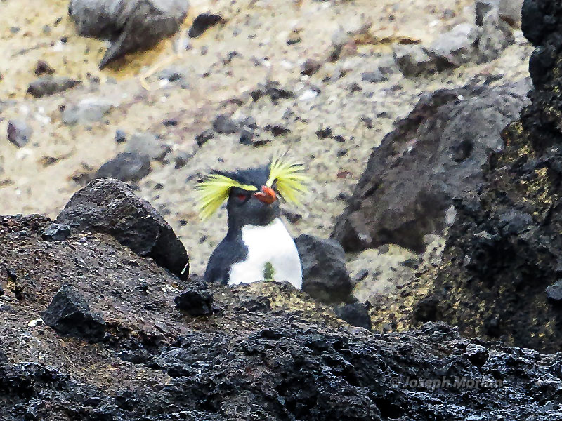 Moseley's Rockhopper Penguin (Eudyptes moseleyi) 